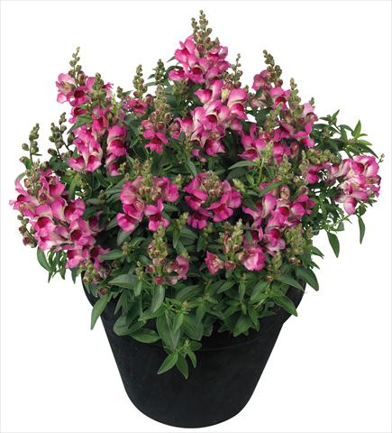 Photo de variété de fleurs à utiliser comme: Pot et Plante à massif Antirrhinum majus Florini® Diana Lilac®