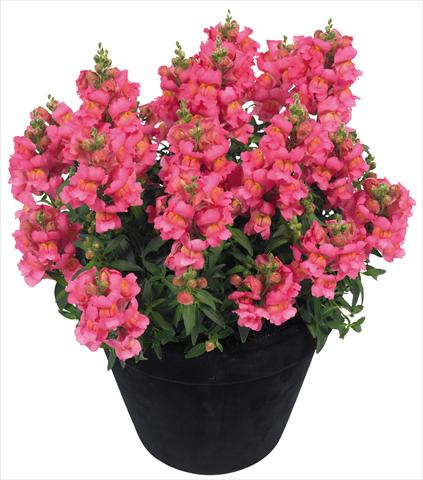 Photo de variété de fleurs à utiliser comme: Pot et Plante à massif Antirrhinum majus Florini® Diana Pink®