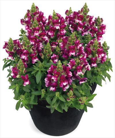 Photo de variété de fleurs à utiliser comme: Pot et Plante à massif Antirrhinum majus Florini® Diana Purple White®