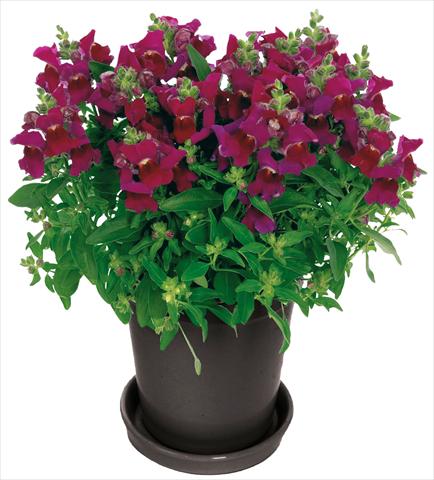 Photo de variété de fleurs à utiliser comme: Pot et Plante à massif Antirrhinum majus Florini® Diana Purple®