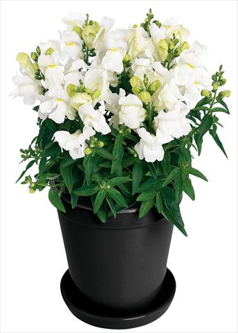 Photo de variété de fleurs à utiliser comme: Pot et Plante à massif Antirrhinum majus Florini® Diana White®