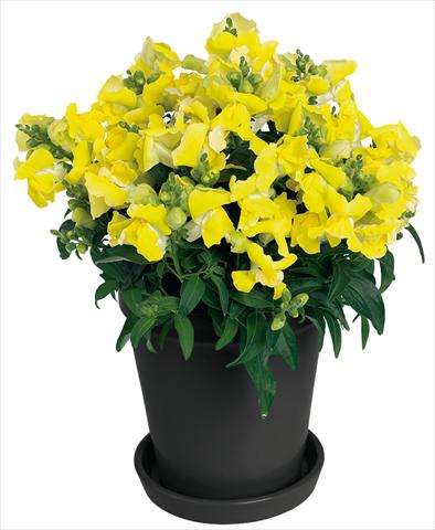 Photo de variété de fleurs à utiliser comme: Pot et Plante à massif Antirrhinum majus Florini® Diana Yellow®