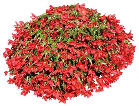 Photo de variété de fleurs à utiliser comme: Pot, patio, Suspension Begonia pendula Miss Malen