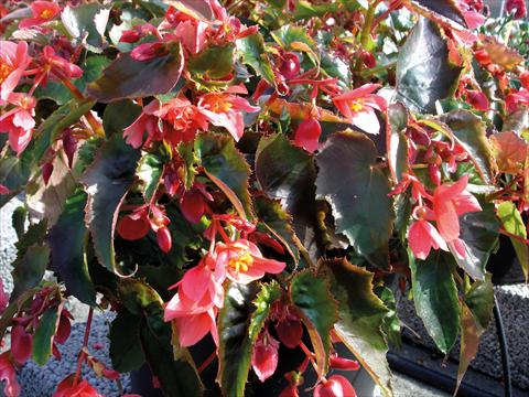 Photo de variété de fleurs à utiliser comme: Pot, patio, Suspension Begonia pendula Miss May