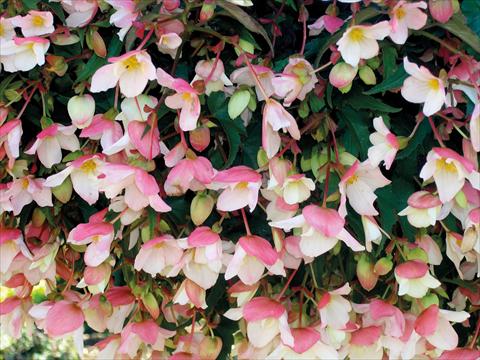 Photo de variété de fleurs à utiliser comme: Pot, patio, Suspension Begonia pendula Miss Moon