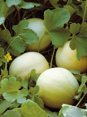 Photo de variété de fleurs à utiliser comme: Pot et Plante à massif Cucumis melo (melone) Liscio F1