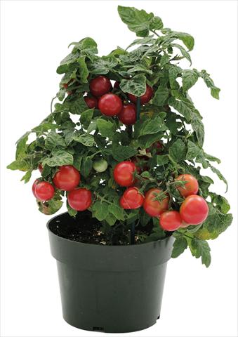 Photo de variété de fleurs à utiliser comme: Pot, Plante à massif, patio Solanum lycopersicum (pomodoro) Sweet Neat Cherry Red