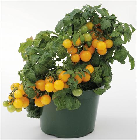 Photo de variété de fleurs à utiliser comme: Pot, Plante à massif, patio Solanum lycopersicum (pomodoro) Sweet Neat Yellow