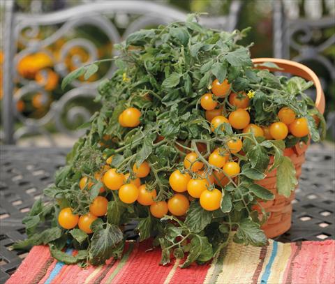 Photo de variété de fleurs à utiliser comme: Pot, Plante à massif, patio Solanum lycopersicum (pomodoro) Tumbling Junior Yellow
