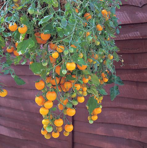 Photo de variété de fleurs à utiliser comme: Pot, Plante à massif, patio Solanum lycopersicum (pomodoro) Tumbling Tom Yellow
