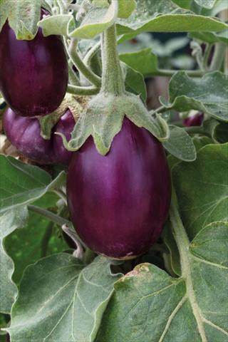 Photo de variété de fleurs à utiliser comme: Pot, Plante à massif, patio Solanum melongena (melanzana) Purple