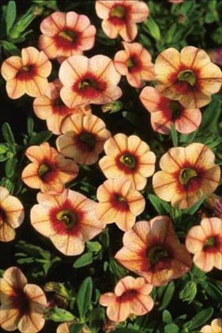 Photo de variété de fleurs à utiliser comme: Pot, patio, Suspension Calibrachoa MiniFamous® Apricot Eye evol.