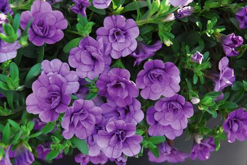 Photo de variété de fleurs à utiliser comme: Pot, patio, Suspension Calibrachoa MiniFamous® Double Amethyst