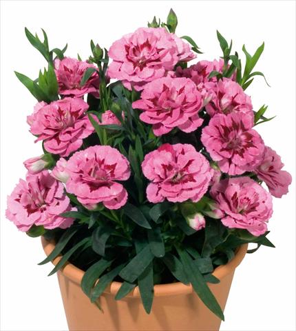 Photo de variété de fleurs à utiliser comme: Pot et Plante à massif Dianthus caryophyllus Oscar™ Pink and Purple