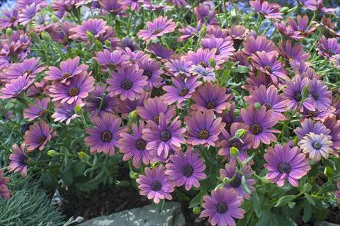 Photo de variété de fleurs à utiliser comme: Pot et Plante à massif Osteospermum FlowerPower® Copper Amethyst