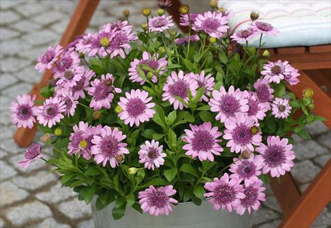 Photo de variété de fleurs à utiliser comme: Pot et Plante à massif Osteospermum FlowerPower® Double Pink