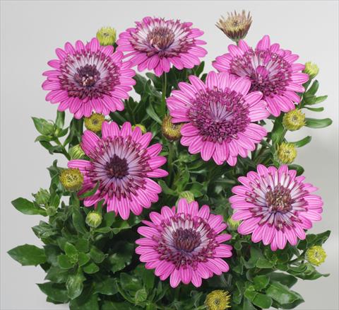 Photo de variété de fleurs à utiliser comme: Pot et Plante à massif Osteospermum FlowerPower® Double Purple