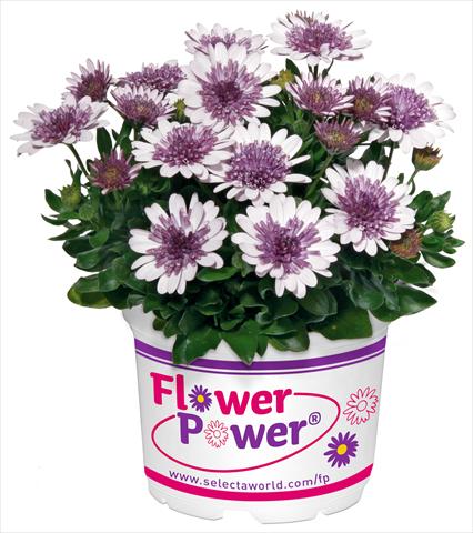 Photo de variété de fleurs à utiliser comme: Pot et Plante à massif Osteospermum FlowerPower® Double White