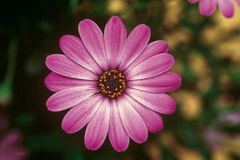 Photo de variété de fleurs à utiliser comme: Pot et Plante à massif Osteospermum FlowerPower® Lavender Pink
