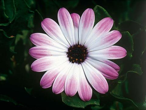 Photo de variété de fleurs à utiliser comme: Pot et Plante à massif Osteospermum FlowerPower® Pink & Eye