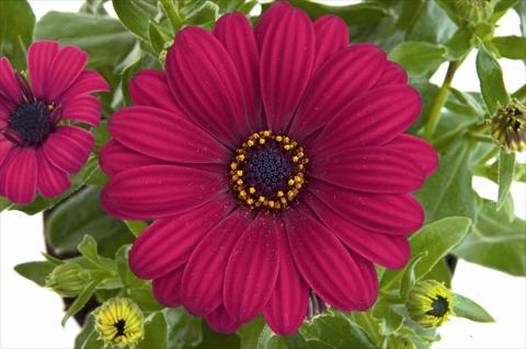 Photo de variété de fleurs à utiliser comme: Pot et Plante à massif Osteospermum FlowerPower® Purple Red