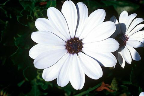 Photo de variété de fleurs à utiliser comme: Pot et Plante à massif Osteospermum FlowerPower® White