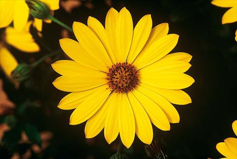 Photo de variété de fleurs à utiliser comme: Pot et Plante à massif Osteospermum FlowerPower® Yellow