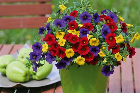Photo de variété de fleurs à utiliser comme: Pot, patio, Suspension 3 Combo Trixi® Bolero
