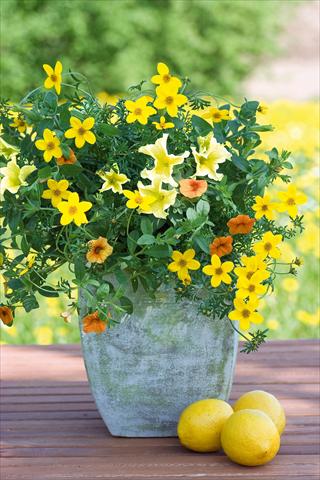 Photo de variété de fleurs à utiliser comme: Pot, patio, Suspension 3 Combo Trixi® Lemon Sorbet