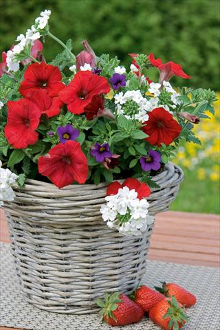 Photo de variété de fleurs à utiliser comme: Pot, patio, Suspension 3 Combo Trixi® Liberty Bell