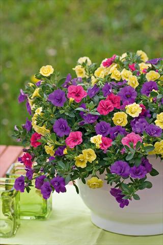 Photo de variété de fleurs à utiliser comme: Pot, patio, Suspension 3 Combo Trixi® Petticoat