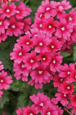 Photo de variété de fleurs à utiliser comme: Pot, patio, Suspension Verbena Lascar® Magenta