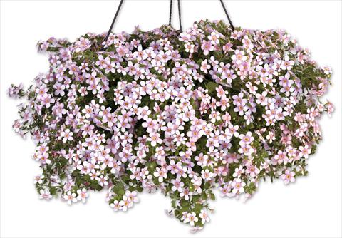 Photo de variété de fleurs à utiliser comme: Pot, patio, Suspension Bacopa (Sutera cordata) Secrets® XXL Central Pink