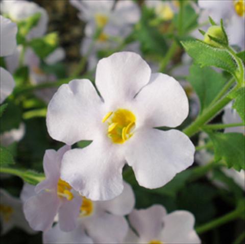 Photo de variété de fleurs à utiliser comme: Pot, patio, Suspension Bacopa (Sutera cordata) Secrets® XXL Silver Sky