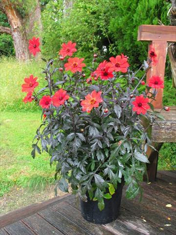 Photo de variété de fleurs à utiliser comme: Pot et Plante à massif Dahlia Mystic® Enchantment