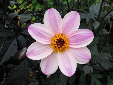 Photo de variété de fleurs à utiliser comme: Pot et Plante à massif Dahlia Mystic® Dreamer