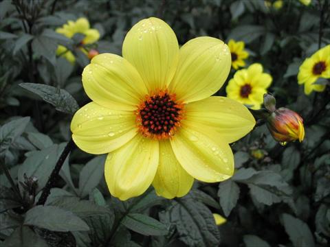 Photo de variété de fleurs à utiliser comme: Pot et Plante à massif Dahlia Mystic® Illusion