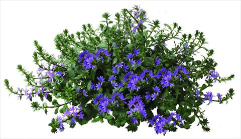 Photo de variété de fleurs à utiliser comme: Pot, patio, Suspension Scaevola aemula Euphoria® Blue
