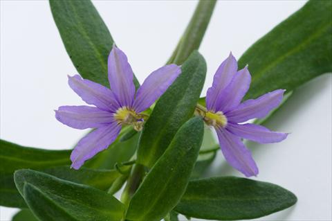 Photo de variété de fleurs à utiliser comme: Pot, patio, Suspension Scaevola aemula Euphoria® Compact Blue