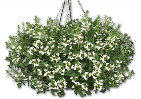 Photo de variété de fleurs à utiliser comme: Pot, patio, Suspension Scaevola aemula Euphoria® Compact White