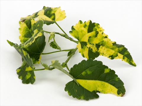 Photo de variété de fleurs à utiliser comme: Suspension / pot Abutilon Decorativi™ Variegatum