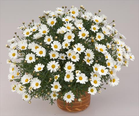 Photo de variété de fleurs à utiliser comme: Pot et Plante à massif Argyranthemum frutescens Angelic Mars