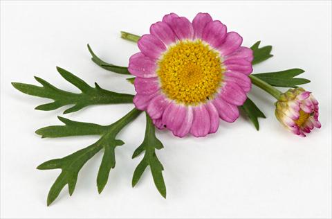 Photo de variété de fleurs à utiliser comme: Pot et Plante à massif Argyranthemum frutescens Daisy Crazy™ Meteor Pink