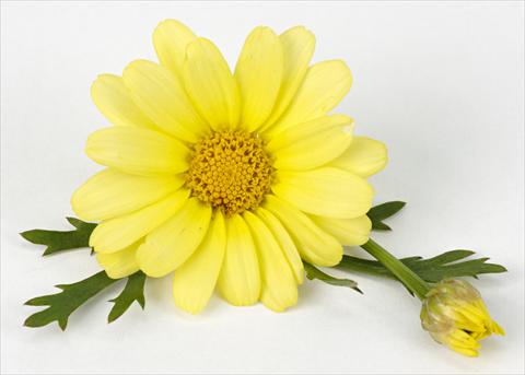 Photo de variété de fleurs à utiliser comme: Pot et Plante à massif Argyranthemum frutescens Margherite Beauty Yellow