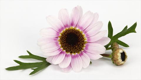 Photo de variété de fleurs à utiliser comme: Pot et Plante à massif Argyranthemum frutescens Margherite Reflection Pink
