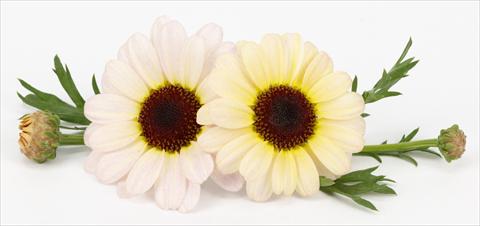 Photo de variété de fleurs à utiliser comme: Pot et Plante à massif Argyranthemum frutescens Margherite Reflection Yellow Cream