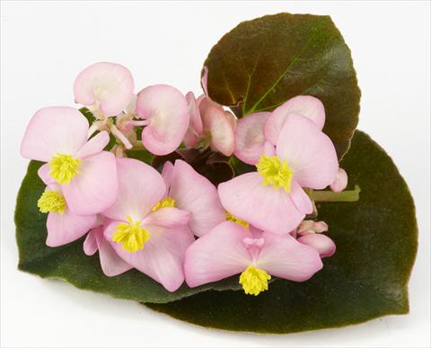 Photo de variété de fleurs à utiliser comme: Pot et Plante à massif Begonia hybrida Kazan® Pink