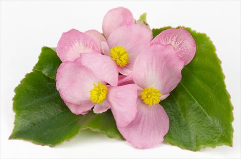 Photo de variété de fleurs à utiliser comme: Pot et Plante à massif Begonia hybrida Kazan® Rose