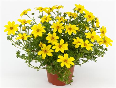 Photo de variété de fleurs à utiliser comme: Pot, patio, Suspension Bidens ferulifolia Solea Classic