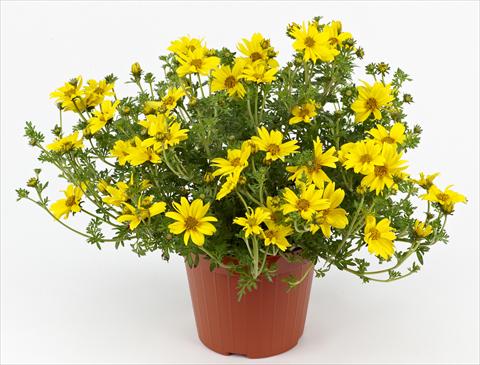 Photo de variété de fleurs à utiliser comme: Pot, patio, Suspension Bidens ferulifolia Solea Compact